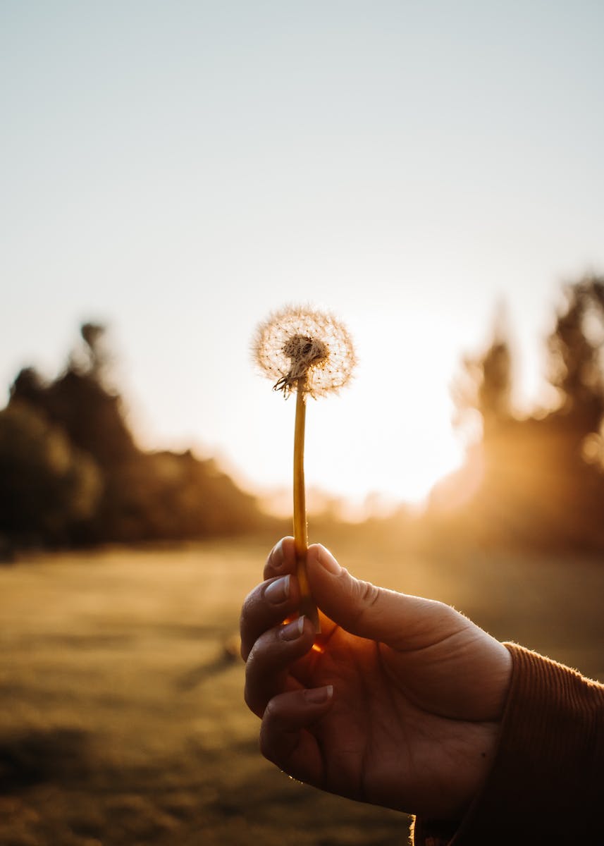 Close Up Photo of a Person Holding a Dandelion
